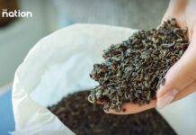 Tailandia: un destino potencial para la industria del té de Vietnam