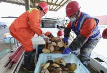 Japón reanuda las exportaciones de mariscos a China después de que Pekín suavizara la prohibición de 2023