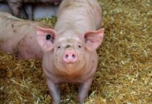 Tailandia: Producción porcina en 2025 y las expectativas para 2026