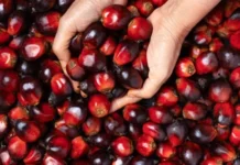 Los precios del aceite de palma de Malasia cayeron a 4.121 ringgit mientras el mercado se mantuvo cauteloso a la espera de los datos de MPOB.