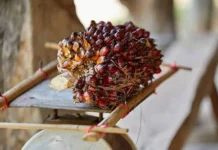 Los precios del aceite de palma de Malasia subieron por segunda sesión consecutiva, alcanzando los 4.591 ringgit por tonelada.