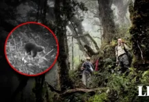 Exploran un bosque remoto en Indonesia y encuentran una especie que se creía extinta desde hacía 6.000 años