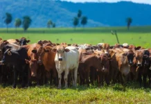 Indonesia se convierte en el segundo mayor destino de bovinos brasileños