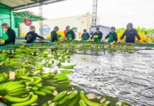 Perú concreta el primer envío de banana a China y abre un nuevo mercado para la fruta