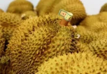 Los precios del durián malasio se han desplomado debido al exceso de oferta.
