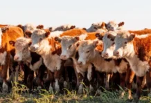 China acelera sus compras de carne vacuna y el agotamiento del cupo de Brasil podría reconfigurar el mercado internacional