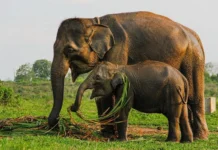 Indonesia amplía cooperación en conservación de vida silvestre con proyecto ecológico de India