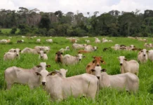 Colombia abre camino para exportar carne bovina y porcina a Filipinas